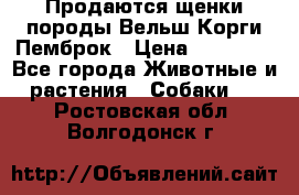 Продаются щенки породы Вельш Корги Пемброк › Цена ­ 40 000 - Все города Животные и растения » Собаки   . Ростовская обл.,Волгодонск г.